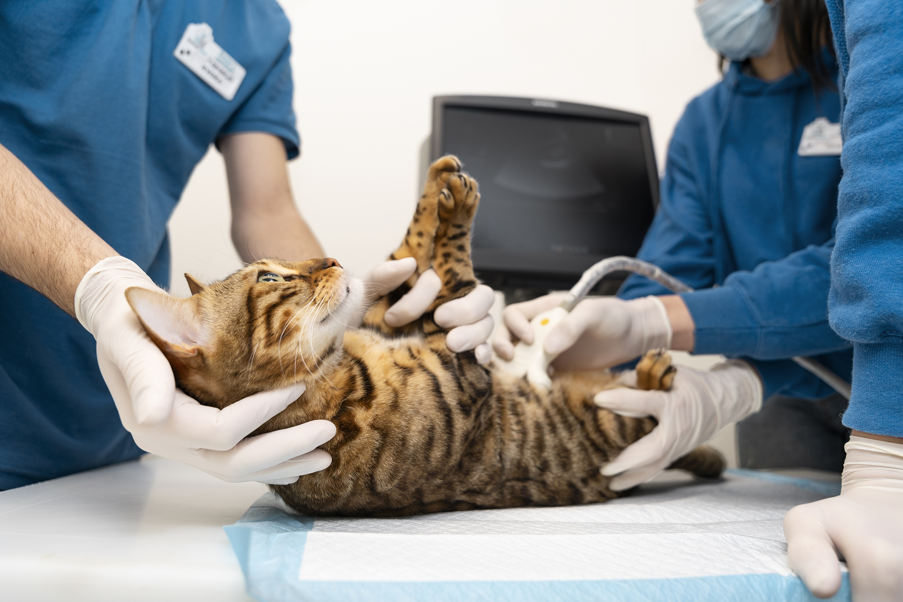 close up doctor checking cat